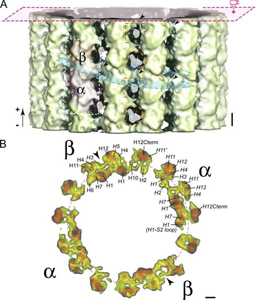 Figure 2. Cryo-EM structure of a GMPCPP microtubule. (A) A low-pass–filtered GMPCPP microtubule seen from the outside with a 10-Å cutoff for the fair comparison with the GDP-taxol microtubule (Fig. S1). The plus end is up. α and β show the positions of α- and β-tubulins, respectively. The dashed orange circles and squares show the holes in the microtubule wall. The purple and cyan planes show sectioning planes for views in B and Fig. 3, respectively. Arrowheads indicate OCs. (B) Contour plot of a cross-section at 10-Å resolution observed from the plus end. Most of the α helices are well resolved as the local maxima of the densities. The arrowheads show OCs, and the dashed circle shows the low-density region at the middle of the tubulin monomers. Also see Figs. S1 and S2 and Video 1 for the comparison between GMPCPP and GDP-taxol microtubules. Bars, 2 nm.
