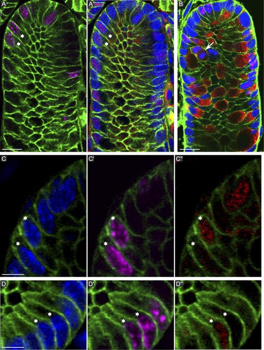 Figure 4. Atoh1 and Muc2 doublet sister cell analysis. (green) β-Catenin; (magenta) EdU; (blue) DAPI. (A and A′) Distribution of EdU and Atoh1 (red) in a section grazing the crypt lumen. The marked doublet is Atoh1+/+. (B) Muc2 (red) and EdU. Muc2+ cells contain varying amounts of mucin. The arrow indicates a dividing Muc2+ cell. (C–D′′) EdU marked doublets showing one Atoh1+ and one Atoh1− sister (see also Videos 8 and 9). In D–D′′, only one of three doublets is shown (marked by stars). The others are visible in Video 9. The data shown are from a single representative experiment out of three repeats. Bars: (A and B) 10 µm; (C and D) 5 µm.