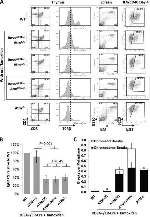 Figure 4. Analysis of ATM KD lymphocytes. (A) Representative flow cytometric analyses of total thymocytes stained with CD4, CD8, and TCR-β, and total splenocytes stained with B220 and IgM surface markers. For the B220/IgG1 marker staining, CD43− splenocytes were isolated and stimulated in culture with anti-CD40 and IL-4 for 4 d before staining. A total of five independent experiments were performed, and one set of representative FACS analyses is shown. The dotted line shows the median level of surface TCR-β levels in WT thymocytes. The box highlights the analyses of ATMKD/− lymphocytes. (B) Relative frequency of the IgG1+ cells among all B220+ B cells (relative to WT cells in each experiments) in Atm−/− and AtmKD/− B cells. The data represent the mean and standard deviation from at least five experiments. The χ2 test p-values are marked in the graph. (C) The frequency (per metaphase) of chromatid and chromosome breaks measured by T-FISH analyses in stimulated B cells from WT, Atm−/− mice, or tamoxifen-treated Rosa+/ER-CreAtm+/C, AtmC/C, or AtmC/KDN mice. The χ2 test p-value for the frequency of chromatid breaks between Atm+/− and AtmKD/− B cells is 0.007 and for chromosome breaks is 0.816. The table summarized the data obtained from independent experiments performed on two or three mice of each genotype (see also Fig. S3 F).