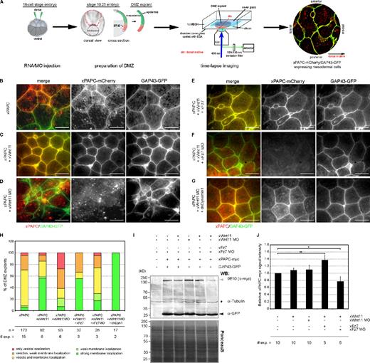 Figure 1. Wnt-11 regulates PAPC cell membrane localization through Fz7 during convergent extension. (A) Scheme showing time-lapse xPAPC localization analyses in DMZ explants. The two dorsal blastomeres of 16-cell–stage embryos were injected with 500 pg xPAPC-mCherry RNA alone or in combination with 20 pg xWnt-11 RNA, 1 pmol xWnt-11 MO, 500 pg xFz7 RNA, 1.6 pmol xFz7 MO, and/or 500 pg dnDyn1 RNA. 50 pg GAP43-GFP RNA was injected in all samples as a cell membrane tracer. At stage 10.25, DMZ explants were cut, and subcellular localization of xPAPC-mCherry was analyzed. (B–G) Representative images of time-lapse videos are shown. xWnt-11 stabilized xPAPC at the cell membrane, and this activity required xFz7. Bars, 60 µm. (H) Counting of DMZ explants showing xPAPC subcellular localization according the observed phenotypes showed in Fig. S1 A. n, number of DMZ explants. # exp., number of independent experiments. (I) Western blot (WB) analysis of total xPAPC-myc (gray arrowhead) protein amount performed with cell lysates of stage-11 embryos. xWnt-11 did not influence total xPAPC-myc protein amount, whereas xFz7 depletion reduced the overall protein level of xPAPC-myc, even in the presence of xWnt-11. GAP43-GFP (black arrowhead) served as an injection control, α-tubulin (black star) as a loading control, and PonceauS as a transfer control. Injection amount was as follows: 1 ng xPAPC-myc RNA, 40 pg xWnt-11 RNA, 1 pmol xWnt-11 MO, 500 pg xFz7 RNA, 1.6 pmol xFz7 MO, and 100 pg GAP43-GFP RNA. (J) Relative xPAPC-myc signal intensity in dependency of xWnt-11 and xFz7. For more details, see Materials and methods. Error bars show SEM. Student’s t test was performed (*, P < 0.05; **, P < 0.005).