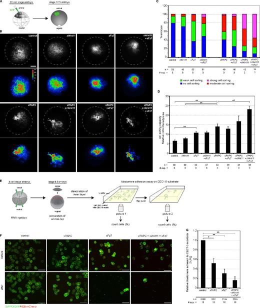 Figure 5. Wnt-11/Fz7 and PAPC cooperate in decreasing C-cadherin–mediated cell adhesion. (A) Scheme of cell dispersal assay. One animal blastomere of a 32-cell–stage embryo was injected with synthetic mRNAs together with the lineage tracer GAP43-GFP. At stage 12.5, intermingling of GFP-expressing cells was monitored. The patch morphology reflects changes in cell sorting activity as a result of changes in cell adhesion: tight patches with sharp borders and high fluorescence intensity indicate strong cell sorting properties. (B) Cell dispersal assay. Representative images of stage-12.5 embryos. Dashed lines reflect embryo size. Bar, 900 µm. Corresponding pseudocolor images show fluorescence intensity. Relative intensity of fluorescence is indicated by the color bar, where blue and violet represent the lowest and the highest level of detectable fluorescence, respectively. (C) Evaluation of the increasing changes in cell sorting activity. n, number of embryos; # exp., number of experiments. (D) Quantitative evaluation of cell dispersal assay. The diagram displays the cell sorting activity expressed as the relative ratio between intensity and area (for more details, see Fig. S3 and Materials and methods). Error bars indicate SEM. Student’s t test was performed (**, P < 0.005). (E) Scheme of blastomere adhesion assay. Synthetic mRNAs were injected in the animal hemisphere of 4-cell–stage embryos together with the lineage tracers GAP43-GFP and H2B-mCherry. At stage 8.5, animal caps were dissected. The blastomeres of the inner layer were dissociated, spotted on 1 µg/ml CEC1-5–coated substrates, and allowed to adhere. The adhesion strength of blastomeres was measured by the ratio of the number of blastomeres remaining attached after (Nt) versus the number before (N0) flipover of the Petri dish. (F) Representative images of dissociated blastomeres expressing the indicated constructs attached to the CEC1-5 substrate before and after the flipover. Bars, 100 µm. (G) Quantification of the blastomere adhesion assay. The diagram displays the xC-cadherin adhesion index as the relative ratio between blastomeres attached to the CEC1-5 substrate after and before flipover. Injection amount was as follows: 500 pg xPAPC RNA, 500 pg xFz7 RNA, 20 pg xWnt-11 RNA, 100 pg GAP43-GFP RNA, and 250 pg H2B-mCherry RNA. Error bars indicate SEM. Student’s t test was performed (*, P < 0.05; **, P < 0.005). n, number of counted blastomeres.