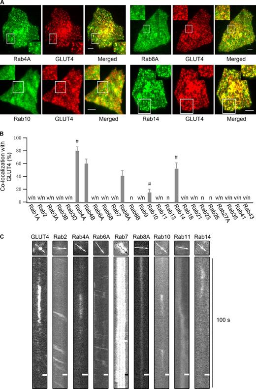 Figure 1. Multiple Rab proteins reside on GLUT4 vesicles. (A) Rab proteins tagged with EGFP and GLUT4-mCherry were cotransfected into adipocytes, and their colocalization was examined in the absence of insulin stimulation using dual-color TIRF microscopy. Bars, 4 µm. (B) Quantification of Rab protein colocalization with GLUT4 vesicles in the absence of insulin stimulation. All Rab proteins were tagged with mKO and quantified for their colocalization with GLUT4-EGFP vesicles. Rab4A, Rab4B, Rab8A, Rab10, and Rab14, which showed overlap with GLUT4-EGFP vesicles, were then tagged with EGFP and further tested with GLUT4-mCherry. Switching fluorescent protein tags in this manner had no significant effect on the extent of colocalization. v/n, Rab vesicles were observed close to the PM but had no colocalization with GLUT4; n, no Rab vesicle were observed close to the PM; #, Rab proteins that showed frequent docking behavior after insulin stimulation. Data are represented as mean ± SEM (error bars). The number of cells and GLUT4 vesicles analyzed is as follows: Rab4A, n = 3 cells and 144 vesicles; Rab4B, n = 3 cells and 137 vesicles; Rab8A, n = 3 cells and 153 vesicles; Rab10, n = 3 cells and 190 vesicles; and Rab14, n = 3 cells and 140 vesicles. See also Table S1 and Fig. S1. (C) mKO-tagged Rab proteins were transfected into adipocytes, and 3 min after insulin stimulation their movement beneath the PM was compared with insulin-responsive GLUT4-EGFP vesicle docking processes using TIRF microscopy. Bars, 0.64 µm.