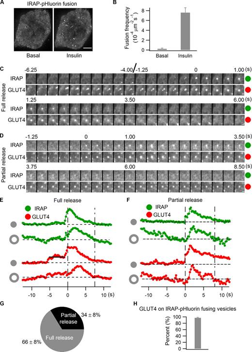 Figure 2. Full versus partial release of IRAP-pHluorin vesicles at the PM. (A and B) IRAP-pHluorin was transfected into adipocytes. Vesicle fusions at the PM were captured using TIRF microscopy 3 min after insulin stimulation, and fusion rates were quantified. Adipocytes showing no vesicle fusion before insulin stimulation were preferentially chosen, as they usually responded to insulin very well, producing many fusion events after stimulation. (A) The maximum projections of the subtraction image stacks of two videos acquired from the same cell before and 3 min after insulin stimulation. The subtraction image stacks are generated with an interval of 1 frame; each individual fusion event is, therefore, represented by one bright spot in the projection. Bar, 4 µm. (B) The data are represented as mean ± SEM (error bars), n = 3 cells. (C–H) Adipocytes were cotransfected with IRAP-pHluorin and GLUT4-mCherry, and fusion events were analyzed using dual-color TIRF microscopy 3 min after insulin stimulation. (C) A full release event. Intensities measured from the fusion site and the adjacent annulus (see Materials and methods and Fig. S3) are plotted in E. IRAP and GLUT4 were completely released from the vesicle after fusion, with the fusion site intensities having already returned to the background level when the lateral diffusion stopped, as indicated by the annulus intensities dropping back to the background. Bar, 0.5 µm. (D) A partial release event. Intensities measured from the fusion site and the adjacent annulus are plotted in F. Only a small fraction of IRAP and GLUT4 were released from the vesicle during fusion; therefore, GLUT4 intensity of the vesicle was still above the background when annulus intensities of IRAP and GLUT4 returned to the baseline, which indicates closure of the fusion pore and attenuation of lateral diffusion. IRAP-pHluorin intensity of the vesicle had already dropped back to the background level at the time because of vesicular lumen reacidification while GLUT4-mCherry intensity persisted. Bar, 0.5 µm. (G) Summary of full versus partial releases of IRAP-pHluorin vesicles at the PM in adipocytes under insulin stimulation. Data are represented as mean ± SEM, n = 3 cells and 107 fusions. See also Video 1. (H) The presence of GLUT4-mCherry on insulin-stimulated IRAP-pHluorin fusing vesicles. Data are represented as mean ± SEM (error bars), n = 3 cells and 117 fusions.