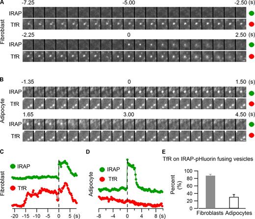 Figure 3. Insulin mobilizes both GSVs and GLUT4-containing endosomal compartments. IRAP-pHluorin and TfR-mCherry were cotransfected into 3T3-L1 fibroblast cells (A and C) and adipocytes (B and D), and IRAP-pHluorin fusion events were monitored using dual-color TIRF microscopy 3 min after insulin stimulation for the presence of TfR on the fusing vesicles. (A) An IRAP-pHluorin fusing vesicle with TfR associated with it observed in a 3T3-L1 fibroblast cell. Intensities within the fusion site were measured from both channels and plotted in C. Bar, 0.5 µm. (B) An IRAP-pHluorin fusion event without TfR association observed in an adipocyte. Intensities within the fusion site were measured from both channels and plotted in D. Bar, 0.5 µm. (E) Summary of the presence of TfR on insulin-stimulated IRAP-pHluorin fusing vesicles in 3T3-L1 fibroblasts and adipocytes. Data are represented as mean ± SEM (error bars). Fibroblasts, n = 3 cells and 28 fusions; adipocytes, n = 3 cells and 104 fusions. See also Fig. S2, and Videos 2 and 3.