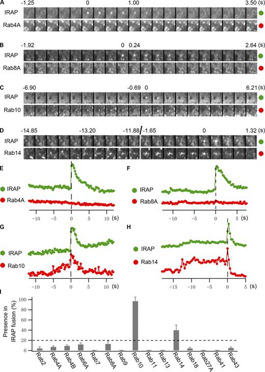Figure 4. Rab10 and Rab14 both associate with insulin-stimulated IRAP-pHluorin fusing vesicles. (A–H) Rab4A, Rab8A, Rab10, and Rab14 tagged with TagRFP were separately transfected into adipocytes along with IRAP-pHluorin. IRAP-pHluorin fusion events were monitored using dual-color TIRF microscopy 3 min after insulin stimulation for the presence of a particular Rab protein on the fusing vesicles. (A and E) A Rab4A-negative IRAP-pHluorin fusion event. Fusion site intensities of both channels were measured from A and plotted in E. (B and F) A Rab8A-negative IRAP-pHluorin fusion event. Fusion site intensities of both channels are measured from B and plotted in F. (C and G) A Rab10-positive IRAP-pHluorin fusion event. Fusion site intensities of both channels are measured from C and plotted in G. (D and H) A Rab14-positive IRAP-pHluorin fusion event. Fusion site intensities of both channels are measured from D and plotted in H. Bars, 0.5 µm. (I) Summary of Rab protein associations with insulin-stimulated IRAP-pHluorin fusing vesicles. All Rab proteins were tagged with mKO, and their presence on insulin-stimulated IRAP-pHluorin fusing vesicles was quantified. The association of Rab4A, Rab8A, Rab10, and Rab14 with insulin-stimulated IRAP-pHluorin fusing vesicles was further tested with TagRFP-tagged Rabs. Switching fluorescent protein tags on the Rab proteins had no significant effect on the extent of association. Data are represented as mean ± SEM (error bars). The numbers of cells and insulin-stimulated IRAP-pHluorin fusing vesicles analyzed were as follows: Rab4A, 3 cells and 129 fusions; Rab8A, 3 cells and 136 fusions; Rab10, 3 cells and 143 fusions; and Rab14, 3 cells and 138 fusions. For each of the other Rab proteins, two cells were selected and >60 fusions were examined. The horizontal broken line indicates 20%, which is our threshold for significant association with IRAP-pHluorin fusing vesicles. See also Fig. S3 and Videos 4–7.