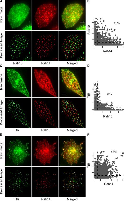 Figure 5. Rab10 and Rab14 label distinct intracellular compartments. Adipocytes were transfected with EGFP-Rab10 and TagRFP-Rab14 (A and B), TfR-EGFP and TagRFP-Rab10 (C and D), and TfR-EGFP and TagRFP-Rab14 (E and F), and their colocalization was examined using dual-color TIRF microscopy 3 min after insulin stimulation. Vesicles in the first rows (raw image) of A, C, and E were extracted and displayed in the second rows (processed image) to help visualize colocalization between vesicles (see Materials and methods and Fig. S3). Bars, 4 µm. Pixel intensity scatter plots (B, D, and F) of the processed images are to the right of the respective images. The dotted lines indicate 10% of the maximum intensities of different channels, and the percentages of pixels within the upper right regions are indicated.