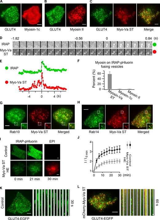 Figure 9. Myosin-Va prepares insulin-responsive GLUT4 vesicles for fusion. (A–C) Myosin-1c (A), myosin II (B), and myosin-Va short tail (ST; C) tagged with mCherry were separately transfected into adipocytes together with GLUT4-EGFP, and their colocalization was examined using dual-color TIRF microscopy. Images displayed were taken before insulin stimulation. (D–F) mCherry-tagged myosin-1c, myosin II, and myosin-Va ST were separately transfected into adipocytes together with IRAP-pHluorin. The association of these myosin proteins with IRAP-pHluorin fusing vesicles was monitored using dual-color TIRF microscopy 3 min after insulin stimulation. (D) An IRAP-pHluorin fusing vesicle with myosin-Va ST associated with it. Fusion site intensities are measured from both channels and plotted in E. Also see Video 8. (F) Summary of myosin proteins’ association with insulin-stimulated IRAP-pHluorin fusing vesicles. Data are represented as mean ± SEM (error bars). Myosin-Va ST, n = 3 cells and 122 fusions; for either of myosin-1c and myosin II, 2 cells and >60 fusions were examined. To capture a sufficient number of fusion events when myosin-Va ST was expressed, cells with low expression levels of myosin-Va ST were specifically chosen. (G and H) EGFP-Rab10 and EGFP-Rab14 were separately transfected into adipocytes together with mCherry-myosin-Va ST, and their overlap was examined using dual-color TIRF microscopy 3 min after insulin stimulation. Inset panels show enlarged views of the boxed regions. See also Fig. S5. (I and J) IRAP-pHluorin was transfected alone (Control) or with mCherry-myosin-Va ST into adipocytes, and insulin-stimulated IRAP-pHluorin translocation was followed using TIRF microscopy. Insulin-stimulated IRAP translocation was indicated by TIRF image intensities (I) at different time points normalized to the intensity measured before insulin perfusion (I0 min). Images of myosin-Va ST were taken using the epifluorescence mode. To obtain the optimal inhibitory effect, cells with myosin-Va ST expressed at high levels were specifically chosen (HE, high expression). In J, data are represented as mean ± SEM (error bars). Control, n = 11 cells; Myo-Va ST HE, n = 14 cells. (K and L) GLUT4-EGFP was transfected alone (K) or with mCherry-myosin-Va ST (L) into adipocytes. TIRF microscopy images taken 3 min after insulin stimulation are displayed on the left. The effects of myosin-Va ST association on GLUT4 vesicle dynamics are presented using kymographs on the right. Cells with myosin-Va ST expressed at high levels were specifically chosen for the myosin-Va ST group. Bars: (A–C) 4 µm; (D) 0.5 µm; (G, H, and I) 4 µm; (K and L, left) 4 µm; (K and L, right) 0.5 µm.