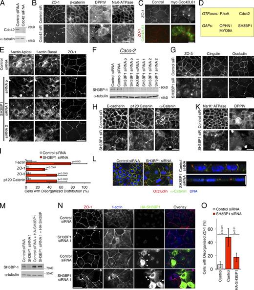 Figure 1. SH3BP1 depletion disrupts epithelial cell–cell junctions. (A and B) Caco-2 cells were transfected with control and Cdc42-directed siRNAs (50 nM) and then analyzed by immunoblotting (A) and immunofluorescence (B). Shown are epifluorescence images. (C) Caco-2 cells were transfected with myc-tagged Cdc42L61, a constitutively active mutant, and then stained for ZO-1 and the transfected protein. (D) Summary of RhoGTPases and GAPs identified in the functional siRNA screen (see also Table S1). (E–L) Caco-2 cells were transfected with siRNAs as indicated and then analyzed by immunofluorescence (E and G–L) or immunoblotting (F). Apart from F-actin, shown are images of markers for tight junctions (E and G), adherens junctions (H), and basolateral and apical cell surface domains (K). Shown are epifluorescence (D and F–K) and confocal (L, xy and z sections are provided) images. For F-actin, apical and basal focal planes are shown. Panel I shows a quantification of the effect on the subcellular distribution of F-actin (counting cells with strongly induced basal F-actin; mean basal actin intensity increased by >60% in SH3BP1-depleted cells) and three junctional markers (counting cells with discontinuous, irregular junctional staining). Shown are means ± 1 SD, representing the cells in at least five different fields per condition (n ≥ 5). Note that assembly of tight and adherens junctions is affected, but different components are affected to different extents. (M–O) Complementation of SH3BP1 siRNA transfection with a siRNA-resistant cDNA. Caco-2 cells were first transfected with siRNAs as indicated and then, after 3 d, with a plasmid carrying the siRNA-resistant cDNA. Cells were then analyzed by immunoblotting (M) or immunofluorescence (N). Panel O shows a quantification of the ZO-1 staining (six fields for each condition). The arrowheads in N point to staining for myc-SH3BP1 along cell–cell contacts. Error bars show SDs. Bars, 10 µm. p, phosphorylated.