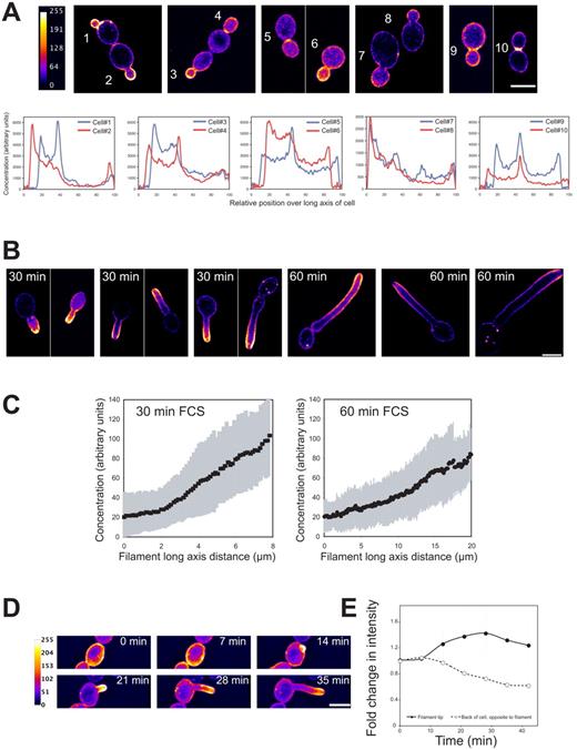 Figure 4. PI(4,5)P2 is asymmetrically localized in budding and filamentous cells with a steep gradient emanating from the cell tip. (A) PI(4,5)P2 is asymmetrically localized in budding cells. False-colored sum projections (8–12 z-sections) of representative wt budding cells expressing the PI(4,5)P2 reporter from different fields of view. Signal concentration over the long axis of each cell (in relative units, set to 100, determined by the BP program) starting from the bud (ni.ex. = 4). (B) A steep gradient of PI(4,5)P2 is observed in filamentous cells. Images of representative cells as described in A, incubated with FCS for indicated times from different fields of view (ni.ex. = 5). (C) Quantification of PI(4,5)P2 gradients in cells responding to FCS. Signal concentration (in arbitrary units) was quantified over the cell long axis starting from the cell body using the HP program. Average (n = 25 cells) with SD in gray, individual profiles shown in Fig. S2 A. (D) A PI(4,5)P2 gradient occurs concomitant with germ tube emergence. Time-lapse confocal microscopy of wt cells expressing PI(4,5)P2 reporter in the presence of FCS. Sum projections of 18 deconvolved z-sections. (E) Probe signal increases at germ tube tip concomitant with a decrease at the back of cell. Signal intensity determined in a 1-µm-radius area at the germ tube tip (or where it will form) and at the opposite end of the cells from sum projections as described in D. Average fold change in intensity relative to t = 0 (n = 25 cells). The average slope of the intensity at the back to the cell, −0.0160 ± 0.0037 relative intensity/min was two times greater than that due to photobleaching (determined with GFP-Rac1), −0.0076 ± 0.0017 relative intensity/min (n = 25 cells).