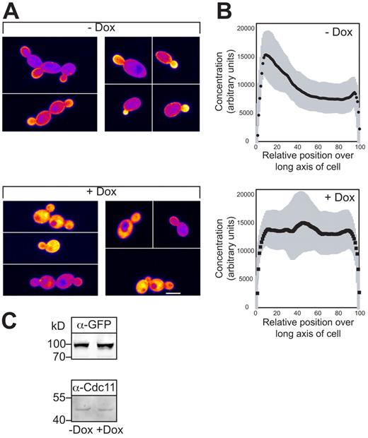 Figure 5. Sufficient PI(4)P is necessary for PI(4,5)P2 asymmetry. (A) Asymmetric PI(4,5)P2 distribution requires normal PI(4)P levels. Images of representative cells, as described in Fig. 4 A. Stt4 cells expressing the PI(4,5)P2 reporter were grown in the presence or absence of Dox (ni.ex. = 3). (B) Quantification of PI(4,5)P2 concentration over long axis of budding cells. Average signal concentration over the long axis of small budded cells from A is shown with SD in gray, as described in Fig. 4 A (n = 15 cells, individual profiles shown in Fig. S3 A). (C) Reduction of Stt4 levels does not affect PI(4,5)P2 reporter levels. Immunoblot showing the levels of the reporter (α-GFP) and loading control (α-Cdc11) in the strains used in A.