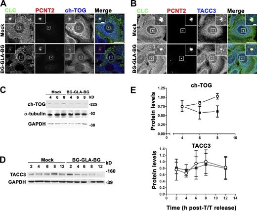 Figure 8. Clathrin colocalizes with TACC3 and ch-TOG at interphase centrosomes, and ch-TOG levels are reduced by clathrin inactivation at S phase. (A) Asynchronous clone 3.3 cells were treated (2 h) with 5 µM BG-GLA-BG or DMSO (mock) and then methanol fixed and processed for IF to detect LCa (mAb X16), PCNT2, and ch-TOG. Three-color colocalization is white in the merged image, and red-blue colocalization is pink. Bar, 10 µm. (B) Asynchronous clone 3.3 cells were treated as in A, methanol fixed, and then processed for IF to detect LCa (rabbit polyclonal), PCNT2, and TACC3. Three-color colocalization is white in the merged image. Bar, 10 µm. (A and B, insets) Boxed regions are magnified threefold. Bars, 1 µm. Images are 3D maximum projections. (C) Clone 3.3 cells were enriched to S phase by T/T block and treated (2 h) at T0 with BG-GLA-BG or mock treated, as in A. Lysates prepared 4, 6, and 8 h after T/T were immunoblotted to detect ch-TOG, α-tubulin, and GAPDH, as indicated. Molecular mass marker position is shown on the right. (D) Clone 3.3 cells were enriched to S phase and treated with BG-GLA-BG or DMSO, as in C. Lysates prepared 2, 4, 6, 8, and 12 h after T/T were immunoblotted to detect TACC3 and GAPDH, as indicated. The immunoblot shown here comes from the same transfer membrane used to generate the immunoblot in Fig. S3 A. The transfer membrane was cut into horizontal strips of different molecular mass zones to detect all proteins shown here and in Fig. S3 A. Molecular mass marker position is shown on the right. (E) The densitometric quantification of immunoblots from multiple experiments performed as in C and D for clone 3.3 cells treated with BG-GLA-BG (shaded squares) or mock treated (open circles) relative to the loading control GAPDH. Data represent the mean ± SD of three to four separate experiments.