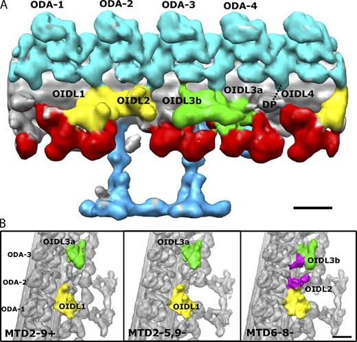 Figure 8. Asymmetry and polar differences in the number of the OID linkers. (A) Surface rendering of MTD6-8− showing all the OIDLs (OIDL1, OIDL2, OIDL3a and b, and OIDL4) found between ODAs and IDAs in the axoneme. ODAs are numbered 1–4 from proximal to distal direction. ODA-1 is the one with the tail contacting to the dynein f IC/LC. DP is a density called the distal protrusion. OIDL4 is visible in not all MTD6-8−; it is present in specific MTDs such as MTD2− and MTD7− (Fig. S4). (B) Highlights of the differences between OIDLs in MTD2-9+, MTD2-5,9− and MTD6-8−. From the comparison, OIDL2 and OIDL3b (colored in purple) are extra density protruding from the dynein f IC/LC and the DRC, respectively. The density of OIDL2 and OIDL3b was determined from the difference map between MTD6-8− and MTD2-4−. The proximal end of the doublet is toward the lower part of the image. Bar, 16 nm.