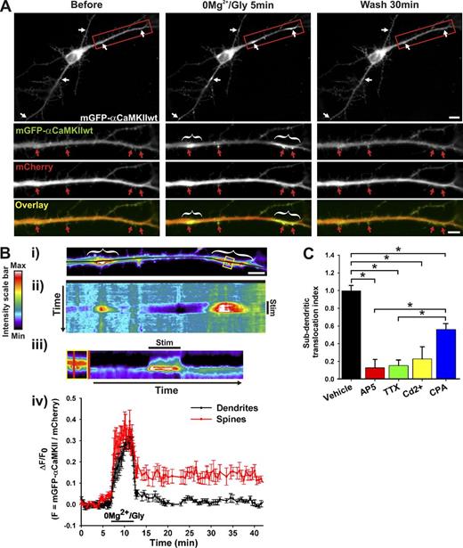Figure 1. Activity-dependent translocation of αCaMKII to dendritic sites near synapses. (A) Hippocampal neuron (12 DIV) expressing mGFP-αCaMKII and mCherry imaged before, during, and after stimulation with 0Mg2+/Gly for 5 min. (B, i) Pseudocolor image from dendrite in A. Kymograph (ii–iii) and time-lapse (iv) analyses of the change in the fluorescent intensity ratio (mGFP-αCaMKII/mCherry) over time across the dendrite (i–ii, black line) and across the spine (iii, yellow box, red line). Stimulation period is indicated (Stim). (iv) n = 4 spines and subdendritic regions from the neuron shown in A. Red and white arrows (or brackets) point, respectively, to synaptic and dendritic sites where CaMKII translocated. Bars: (neuron) 10 µm; (dendrite) 5 µm. (C) Normalized ratio (±SEM) of dendritic segment where mGFP-αCaMKII accumulated over total dendritic length after a 5-min 0Mg2+/Gly stimulation (Vehicle), in the presence of 50 µM AP5, 1 μM TTX, 10 μM Cd2+, or 10 μM CPA. n = 7–24 neurons per condition. *, P < 0.05 Kruskal-Wallis followed by Tukey’s least-significant difference test. See also Fig. S1, Fig. S2, and Videos 1–3.