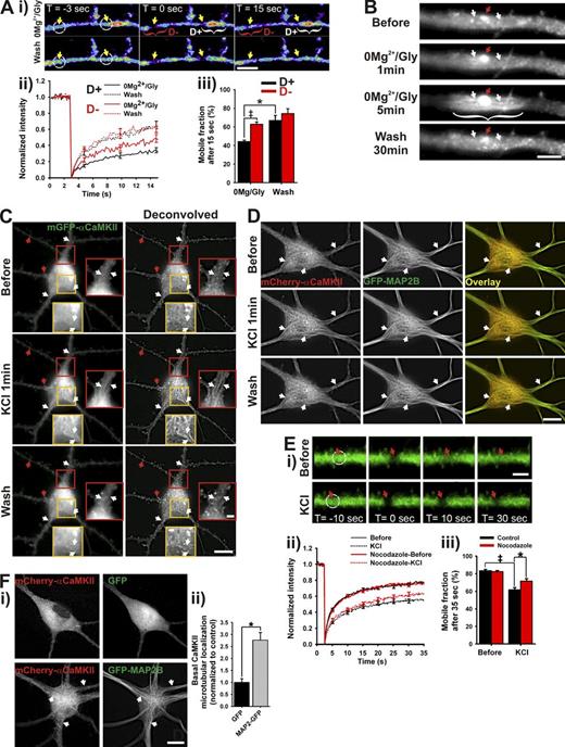 Figure 3. Activity-dependent translocation of αCaMKII to microtubules. (Ai) Time series of FRAP of mGFP-αCaMKII during a 0Mg2+/Gly stimulation in a dendrite, either where CaMKII has concentrated (D+, white brackets) or not (D−, red brackets). White circles indicate regions of photobleaching. Bar, 5 µm. (Aii) FRAP curves (bleaching at t = 3 s) and (Aiii) mobile fractions of CaMKII during and after a 0Mg2+/Gly stimulation in corresponding regions. (B) Dendrite from a neuron expressing mGFP-αCaMKII stimulated with 0Mg2+/Gly for 5 min. Bar, 5 µm. (C–Di) Time-lapse imaging of mGFP-αCaMKII (C) or mCherry-αCaMKII and GFP-MAP2B (D) during a 1-min stimulation with KCl. Bars: (neurons) 10 µm; (inset) 2 µm. (Ei) Time series of FRAP of mGFP-αCaMKII before (top) and during (bottom) a 1-min KCl stimulation. White circles indicate regions of photobleaching. Bar, 3 µm. (Eii) FRAP curves and (Eiii) mobile fractions before and during the stimulation on neurons treated or not with 5 µM nocodazole. Arrows in B, C, and D point to synaptic (red) or microtubule-like sites (white) of CaMKII translocation. *, P < 0.05 unpaired t test; ‡, P < 0.05 paired t test. (Fi) Neuron expressing mCherry-αCaMKII and GFP (top) or GFP-MAP2B (bottom). White arrows point to detectable fibers in CaMKII signal. Bar, 10 µm. (Fii) Quantification of mCherry-αCaMKII microtubular localization in high Mg2+/low Ca2+ solution when cotransfected with GFP or GFP-MAP2B. n = 49–51 neurons per condition. *, P < 0.05 unpaired t test. See also Figs. S2, S3, S4 and S5 A, and Video 5 and 6.