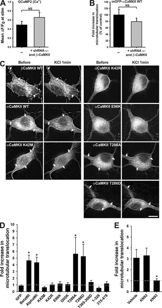 Figure 4. Mutagenesis analysis of CaMKII translocation to microtubules. (A) Mean (±SEM) ΔF/F0 of GCaMP2 and (B) mean (±SEM) fold increase in mGFP-αCaMKII microtubular translocation (normalized to control without shRNA) with or without coexpression of shRNA against α- and βCaMKII isoforms during a 1-min KCl stimulation. n = 17–18 neurons (A) and 5 neurons (B) per condition. *, P < 0.05 unpaired t test. (C) Neurons transfected with shRNA against α- and βCaMKII and expressing different shRNA-resistant GFP-CaMKII mutants, before and during a 1-min stimulation with KCl. White arrows point to detectable fibers in CaMKII signal. Bar, 10 µm. (D) Fold increase in microtubular translocation during the KCl stimulation for various mutants. (n = 6–24 neurons per condition, 4 experiments; asterisk indicates different from GFP). (E) Fold increase in the microtubular translocation during a 1-min KCl stimulation with or without KN drugs. (Vehicle: 0.1% DMSO; n = 13–18 neurons per condition, 3 experiments; asterisk indicates different from vehicle). *, P < 0.05 Kruskal-Wallis followed by Tukey’s least-significant difference test. See also Fig. S4.