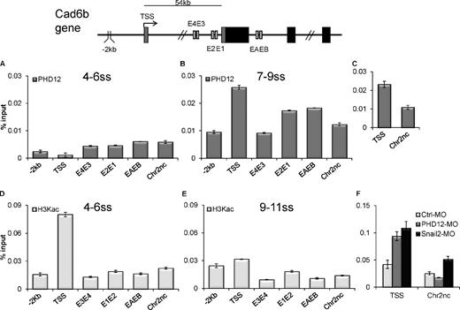 Figure 7. Endogenous PHD12 is recruited to the Cad6b promoter in vivo and is accompanied by histone 3 lysine deacetylation, correlating with the gene repression before neural crest EMT. ChIP assays were used to assess PHD12 binding and H3KAc to the Cad6b locus at different developmental stages. Two independent experiments were performed using 30 dorsal neural tubes for each stage. The vertical axis represents percentage of input (ChIP enriched/input), and horizontal axis represents different positions on the Cad6b locus. Schematic diagrams at top represent primer locations −2 kb from the transcription start site (TSS), the TSS, and the different E-boxes over the Cad6b gene. One representative sample is depicted per stage. (A) The results show no association of PHD12 on any analyzed regions of Cad6b at 4–5ss when compared with a distant, intergenic control region of the same chromosome 2 (Chr2nc). (B) In contrast, there is consistent PHD12 association with the Cad6b TSS at 7–9ss. (C) We also observed enhanced association using a different set of primers located at the Cad6b TSS. (D) H3Kac analysis shows high association at the TSS of Cad6b at 4–5ss but not in the other analyzed regions or the Chr2nc. (E) At 9–11ss, the H3KAc has low association values in all analyzed regions of Cad6b and the Chr2nc. (F) ChIP assay performed on 12 dorsal neural tube from PHD12-MO– and Snail2-MO–treated embryos sampled at 9–10ss shows a lack of deacetylation of the TSS of Cad6b gene compared with Ctrl-MO–treated embryos. See also Fig. S5 including IgG ChIP. Error bars show SDs.