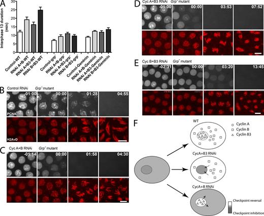 Figure 4. The G2 and prolonged interphase after pairwise cyclin knockdown requires the replication checkpoint. (A) Inactivation of Chk1 (grp−) or deletion of S phase (by Geminin injection) shortened interphase in control and cyclin RNAi-treated embryos and reduced the differences among cyclin types. Error bars represent SDs. Detailed measurements are listed in Table S1. Data for cyclin RNAi experiments in wild-type embryos are reproduced from Fig. 1 D for purpose of comparison. (B–E) Video frames of grp− mutant embryos in cycle 13 (GFP-PCNA is shown in white, and histone-RFP is shown in red) aligned at the start of DNA condensation (t = 00:00). Time is given in minutes and seconds. Bars, 5 µm. (F) A schematic model in which checkpoint inhibition of cyclin–Cdk1 (gray) is reversed by compartment-specific action of cyclins plus a slow communication between compartments (arrows).