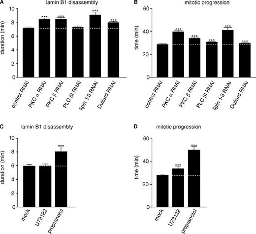 Figure 4. cPKCs, lipins, and Dullard boost mitotic lamin B1 disassembly. (A) HeLa cells stably coexpressing H2B-mCherry and GFP–lamin B1 were transfected with siRNA oligos against the indicated transcripts or control oligos before quantitation of mean mitotic lamin B1 disassembly as described in Fig. 2. (B) Mean mitosis durations of cells quantified in A. (C) HeLa cells stably coexpressing H2B-mCherry and GFP–lamin B1 were synchronized by double thymidine arrest. Approximately 30–60 min before mitotic entry cells were treated with DMSO (mock), 4 µM U73122 (PLC inhibition), or 200 µM propranolol (lipin inhibition), and mean lamin B1 disassembly was determined as in A. (D) Mean mitosis durations of cells quantified in C. The data represent the mitotic events from two replicate experiments. n > 200 for each condition with ***, P < 0.0001 (U test; Table S2). Dotted lines indicate mean control timing. Error bars indicate 95% confidence intervals.