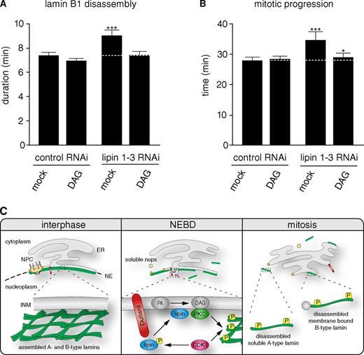 Figure 5. Lipid signal mediates mitotic effect of lipins. (A) HeLa cells stably coexpressing H2B-mCherry and GFP–lamin B1 were transfected with siRNA oligos against lipin 1–3 or control oligos and synchronized by double thymidine arrest. Approximately 30–60 min before mitotic entry, cells were supplemented with DMSO (mock) or 200 µM DAG, and mean lamin B1 disassembly was determined as in Fig. 2. (B) Mean mitosis durations of cells quantified in A. The data represent the mitotic events from three replicate experiments. n > 100 for each condition with *, P < 0.05 and ***, P < 0.0001 (U test; Table S2). Dotted lines indicate mean control timing. Error bars indicate 95% confidence intervals. (C) Model of lipid-mediated mitotic lamin disassembly. Dullard dephosphorylates and activates lipins that in turn produce DAG from phosphatidate. DAG activates cPKCs, which, in concert with CDK1, can trigger phosphorylation-dependent mitotic lamin disassembly. NPC, nuclear pore complex; Nups, nucleoporins; INM, inner nuclear membrane; PA, phosphatidate; P, phosphorylation.