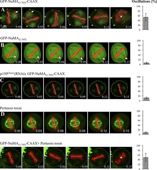 Figure 7. Dynein anchored at the plasma membrane is sufficient for directing spindle positioning in HeLa cells. (A–E) Images from time-lapse microscopy of metaphase HeLa Kyoto cells stably expressing GFP–α-tubulin as well as mCherry-H2B, transfected with GFP-NuMA(1–705)-CAAX (A), GFP-NuMA(1–705) (B), or GFP-NuMA(1–705)-CAAX and p150Glued siRNAs (C), treated with pertussis toxin (D), or transfected with GFP-NuMA(1–705)-CAAX and also treated with pertussis toxin (E; see also corresponding Videos 7 and 8). Arrows point to misaligned chromosomes. Spindle positioning is monitored as explained for Fig. 2, with time indicated in hours and minutes. Given that chromosome congression was impaired upon GFP-NuMA(1–705)-CAAX overexpression, we also analyzed spindle oscillations using the GFP–α-tubulin signal in this case, with an indistinguishable outcome (oscillations 52 ± 7% SEM). 10 cells were analyzed for each condition. The extent of spindle oscillations upon overexpression of GFP-NuMA(1–705)-CAAX does not differ statistically from that upon overexpression of GFP-NuMA(1–705)-CAAX plus pertussis toxin (A vs. E, two-tailed Student’s t tests; P = 0.39). Similarly, the values in GFP-NuMA(1–705)-CAAX and p150Glued siRNA (C), as well GFP-NuMA(1–705) (B), are not statistically different from those in the control condition (Fig. 2 A); P = 0.74 and P = 0.20, respectively. In contrast, the values in GFP-NuMA(1–705)-CAAX and p150Glued siRNA (C) are statistically different from those of GFP-NuMA(1–705)-CAAX overexpression alone (A; P < 0.0005). The position of chromosomes is indicated by a white line when chromosomes are within the imaging plane and by an asterisk when the metaphase plate is no longer in the plane of view.
