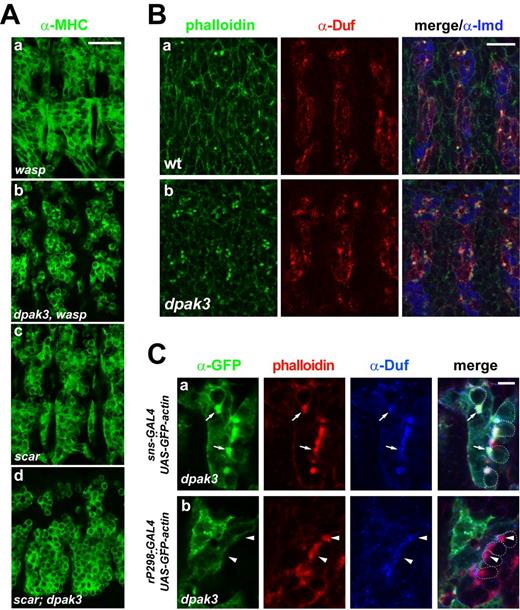 Figure 2. The F-actin foci persist until late stages of embryogenesis and reside exclusively in FCMs in dpak3zyg mutant embryos. (A) DPak3 genetically interacts with the Arp2/3 NPFs WASP and Scar. Stage 15 wasp (a), dpak3,wasp (b), scar (c), and scar;dpak3 (d) mutant embryos labeled with α-MHC. Note the more severe fusion defects in the double mutants compared with the respective single mutants (see Table S1 for quantification). (B) Increased F-actin foci number in dpak3zyg mutant embryos. Late stage 14 embryos triple labeled with phalloidin (green), α-Duf (red), and α-Lame duck (Lmd, blue; FCMs; Duan et al., 2001). Three hemisegments are shown in each panel. Note that the number of F-actin foci significantly increased in dpak3zyg mutant (b) compared with wild-type (a, wt) embryos. (C) F-actin foci are generated in FCMs of dpak3zyg mutant embryos. Stage 14 embryos triple labeled with α-GFP (green), phalloidin (red), and α-Duf (blue). Note that GFP-actin expressed in FCMs with sns-GAL4 colocalized with the dense F-actin foci (a, arrows), whereas GFP-actin expressed in founder cells with rP298-GAL4 did not colocalize with the dense F-actin foci (b, arrowheads). Bars: (A and B) 25 µm; (C) 5 µm.