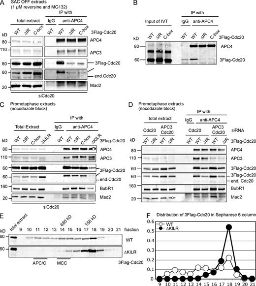 Figure 3. The ΔKILR motif interacts with the APC/C in a different manner compared with the IR tail and the C box. (A and B) The IR tail and C box motif in Cdc20 are required to interact with the APC/C. (A) HeLa cells expressing 3×Flag–wild-type, ΔIR, or C box mutant Cdc20 from an inducible promoter were treated with siRNA against Cdc20 and synchronized at mitosis as in Fig. 2 B. The APC/C was immunoprecipitated with anti-APC4 antibodies and analyzed by quantitative immunoblotting. Results are representative of three independent experiments. (B) In vitro translated (IVT) full-length 3×Flag–wild type, ΔIR, or C box mutants of Cdc20 were tested for their ability to bind to the APC/C as in Fig. 2 C. Results are representative of four independent experiments. (C and D) The ΔIR and C box mutants of Cdc20 can still interact with the APC/C when part of the MCC. (C) HeLa cell line expressing inducible 3×Flag-tagged wild-type, ΔIR, C box, or ΔKILR mutant Cdc20 were treated with siRNA against Cdc20, arrested at prometaphase with 0.33 µM nocodazole, and harvested by mitotic shake off. The APC/C was immunoprecipitated using anti-APC4 antibodies and analyzed by quantitative immunoblotting. Results are representative of three independent experiments. (D) HeLa cell lines expressing inducible 3×Flag-tagged wild-type or ΔIR mutant Cdc20 were treated with siRNA against Cdc20 or Cdc20 and APC3, arrested at prometaphase, and analyzed as in C. (E and F) The ΔKILR mutant is not able to form the MCC or bind to the APC/C. (E) HeLa cell lines expressing inducible 3×Flag-Cdc20wt or Cdc20ΔKILR were treated with siRNA against Cdc20, arrested in prometaphase with 0.33 µM nocodazole, and harvested by mitotic shake off. Extracts were analyzed by size-exclusion chromatography on a Sepharose 6 column, and fractions were analyzed by quantitative immunoblotting with antibodies against Cdc20. The peaks of APC/C and MCC migration are indicated. Results are representative of two independent experiments. (F) Distributions of wild-type Cdc20 and ΔKILR mutant with the sum of Cdc20 intensities set to 1. Immunoblotting with antibodies against APC3, Cdc20, BubR1, and Mad2 is shown in Fig. S3. end, endogenous; IP, immunoprecipitation; WT, wild type.