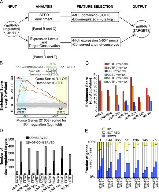 Figure 6. Identification of miRNA direct targets (“miR-targets”). (A) The scheme summarizes the steps that were followed to identify direct targets for DA-7 miRNAs (referred as “miR targets,” see Table S6 for a complete list). (B) Seed enrichment analysis at 3′ UTR sequences of miR-1 expression profile by Sylamer (van Dongen et al., 2008). The input list consisted of all the genes of the array (21,608), ordered from the most down-regulated to the most up-regulated upon miRNA expression. The two most overrepresented words correspond to the canonical miR-1 7mers (7mer-1A and 7mer-m8, as indicated at the top of the panel). (C) Seed enrichment analysis was repeated for each miRNA dataset with 3′ UTR, CDS, or 5′ UTR sequences. The maximal enrichment score (−log10 P-value) observed for heptamers of each overexpressed miRNA was used for comparisons and shown in the bar graph. (D) Genes containing at least one MRE (7mer words) were downloaded from the Human TargetScan database (Release 5.1; mouse predictions) and split according to the expression level in myoblasts (LOW/HIGH based on the 50th percentile of the average raw signal). The bar graph shows the number of MRE-containing genes (conserved or not conserved, according to TargetScan) that were down-regulated upon each DA-7 miRNA overexpression. (E) Robustly expressed genes (HIGH, as for D) were stratified according to the presence of conserved MRE (CS-TG) or nonconserved MRE (NCS-TG). The histogram shows the distribution of up-regulated (UP), down-regulated (DOWN), and not regulated (NOT REG) genes for each class. The overall distribution of all genes (Background, BG) is also shown as a reference. A significant response (P < 0.05, Fisher’s exact test) was observed for genes with either conserved or nonconserved sites.