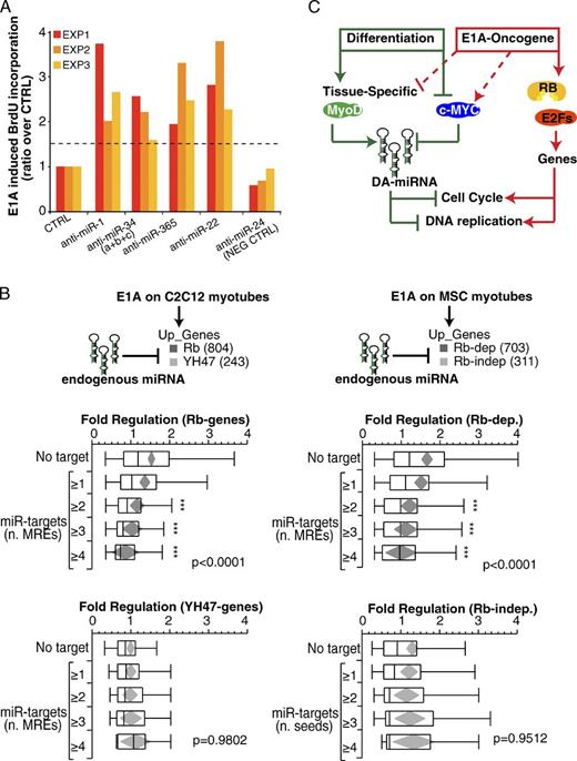 Figure 9. Endogenous miRNAs inhibit oncogene-induced reprogramming. (A) miRNA inhibitors (anti-miRs) were transfected (100 nM) in differentiated myotubes (MSC) infected with suboptimal doses (MOI: 50) of Ad-E1A virus. The effect on proliferation was evaluated by means of BrdU incorporation. The bar graph shows the ratio of the BrdU-incorporating cell normalized over control (SCR, scrambled oligo) in three independent experiments. Anti–miR-24 was used as negative control. (B) The effect of endogenous DA-7 on E1A-induced genes was evaluated in C2C12 (left) and MSC (right) myotubes. E1A-induced genes were distinguished into two transcriptional classes (Rb and YH47 genes, for C2C12; and Rb-dependent and Rb-independent genes, for MSC), and each gene set was further stratified according to the miR target list (Tables 1 and S6) and the number of MREs present in each 3′ UTR region. Also reported are the mean diamonds (in gray) and the p-value (ANOVA). Three asterisks mark significant distribution (P < 0.05) according to Dunnet’s t test. (C) A scheme summarizes the role of DA-7 miRNAs to antagonize reactivation of Rb genes involved in cell cycle and DNA replication.