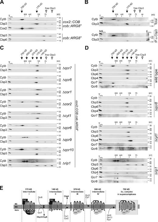 Figure 4. Distinct early assembly intermediates accumulate in cells where expression of the cob::ARG8m reporter is decreased and cytochrome b cannot assemble. (A) Mitochondria of strains carrying the cox2::COB cob::ARG8m or the cob::ARG8m mitochondrial genome were lysed in digitonin, separated on 2D BN/SDS-PAGE, and analyzed by Western blotting with antibodies against cytochrome b, Cbp3, Cbp6, or Cox2. Black arrows indicate the complexes in which cytochrome b is present. White arrows indicate the cytochrome b–free form of Cbp3: one representing the Cbp3–Cbp6 complex (left) and one representing the monomeric Cbp3 (right). T25%, 25% of the material used for 2D BN/SDS PAGE. The top two panels of data (Cytb and Cbp3 for cox::COB cob::ARG8m) in A are presented again in D of this figure and labeled “wild type.” (B) Mitochondria carrying the cox2::COB cob::ARG8m mtDNA were lysed in digitonin, an immunoprecipitation (IP) using an antibody against Cbp3 was performed, and total (top panels) and unbound (bottom panels) fractions were analyzed by 2D BN/SDS-PAGE and Western blotting. For a control of bound proteins, the SDS-eluted fraction (E100%) after the IP was loaded onto the 2D SDS-PAGE and analyzed by Western blotting. T25%, 25% of the mitochondrial lysate before the IP that was used for 2D BN/SDS-PAGE. NB25%, 25% of the unbound material after the IP that was used for 2D BN/SDS-PAGE. These data are presented again in Fig. S2. (C) Mitochondria of the indicated mutants that harbored the cox2::COB cob::ARG8m mitochondrial genome were analyzed as in A. The data for strains Δqcr8, Δcyt1, and Δrip1 in C are presented again in D of this figure. (D) Mitochondria from wild type, Δqcr8, Δcyt1, and Δrip1 were analyzed by 2D BN/SDS-PAGE and Western blotting with the indicated antibodies. The strains correspond to the ones in A and C. The Cytb and Cbp3 data for strains Δqcr8, Δcyt1, and Δrip1 are the same data presented in C, and the Cytb and Cbp3 data for wild-type are the same data presented in A. The gray arrow in the Δcyt1 strain points to the Qcr8 signal as the protein is hardly detectable in this mutant. The asterisk at the lower signal in the Cbp4 blot of the Δrip1 strain corresponds to residual signal of the Qcr7 antibody, with which the membrane was probed before. (E) Schematic drawing of intermediates formed during cytochrome b assembly into the bc1 complex. The exact composition of intermediate III (present in cells lacking cytochrome c1 or Cor2) is at present not known.