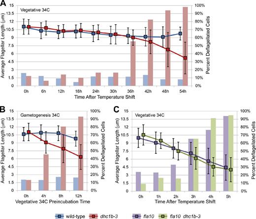 Figure 3. Kinetics of dhc1b-3 flagellar loss in asynchronous vegetative cells, during gametogenesis, and in fla10 dhc1b-3 double mutants. Bar graphs depict the percentage of deflagellated cells, and line graphs show the average flagellar length of flagellated cells. Error bars indicate standard deviation. (A) Vegetative wild-type and dhc1b-3 cells were grown in TAP media for 2 d at 21°C (dense, post-log phase cultures) and then shifted to 34°C. In this experiment, dhc1b-3 flagella were maintained with only mild shortening (10–20%) for 30 h. In less dense, rapidly dividing cultures, some dhc1b-3 cells lost flagella as early as 18 h at 34°C (not depicted). The cause of this variability is unknown, but it is likely related to the growth phase of the culture. It was not determined whether flagellar loss in these asynchronous cultures was due to cell division (as shown in Fig. S4 A) or other factors, such as retrograde IFT dropping below a critical threshold. (B) Vegetative cells were grown in TAP media at 21°C for 1 d, incubated for increasing periods of time at 34°C, and then induced to differentiate synchronously into gametes by diluting cells into M-N media followed by 18 h incubation at 34°C. Pre-incubation for 4–8 h at 34°C inhibited the assembly of new flagella in dhc1b-3 gametes. (C) Vegetative fla10 and fla10 dhc1b-3 double mutant strains were grown in TAP media for 2 d at 21°C and then shifted to 34°C. Both strains had the same kinetics of flagellar shortening and loss, which was far more rapid than flagellar loss in the dhc1b-3 single mutant. Nflagella = 1,849 (A), 833 (B), 940 (C) from single experiments.