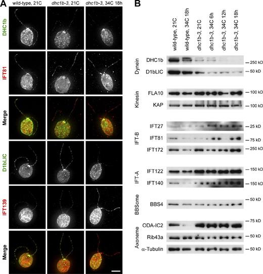 Figure 5. Accumulation and depletion of flagellar proteins in wild-type and dhc1b-3 cells at 21 and 34°C. (A) Immunofluorescence images of wild-type cells at 21°C (left column), dhc1b-3 cells at 21°C (middle column), and dhc1b-3 cells after 18 h at 34°C (right column), showing the relationship between dynein depletion and IFT protein accumulation. The top merged images are DHC1b (green) and IFT81 (red). The bottom merged images are D1bLIC (green) and IFT139 (red). Bar, 5 µm. (B) Western blots of flagella isolated from wild-type and dhc1b-3 cells at 21°C and increasing time at 34°C, as indicated. Dynein depletion correlated with the accumulation of IFT-B and IFT-A proteins, while the levels of kinesin, BBSome, and many axonemal proteins are unaffected (quantified in Table S2).