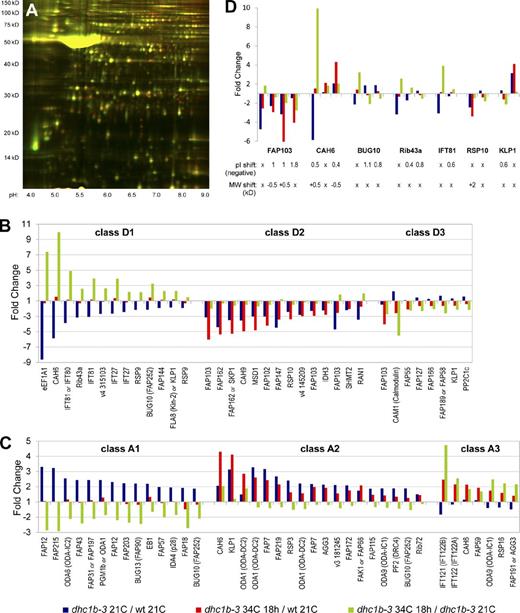Figure 6. 2D-DIGE proteomic analysis of flagellar protein accumulation and depletion in dhc1b-3 cells at 21 and 34°C. (A) Fluorescence image of the 2D-DIGE analytical gel (dhc1b-3 21C = green; dhc1b-3 34C 18 h = red; for overlays of all three samples see Fig. S5). The large yellow spot at ∼50 kD is tubulin. (B and C) Depletion and accumulation profiles for every spot that was identified by mass spectrometry. Fold change is a spot’s relative fluorescence between two samples on the analytical gel (1 = equal abundance for both samples). Class D1 = depleted in only dhc1b-3 21C vs. wild-type 21C (accumulated in dhc1b-3 34C 18 h vs. dhc1b-3 21C); class D2 = depleted in both dhc1b-3 21C vs. wild-type 21C and dhc1b-3 34C 18 h vs. wild-type 21C; class D3 = depleted in only dhc1b-3 34C 18 h vs. wild-type 21C (depleted in dhc1b-3 34C 18 h vs. dhc1b-3 21C); class A1 = accumulated in only dhc1b-3 21C vs. wild-type 21C (depleted in dhc1b-3 34C 18 h vs. dhc1b-3 21C); class A2 = accumulated in both dhc1b-3 21C vs. wild-type 21C and dhc1b-3 34C 18 h vs. wild-type 21C; class A3 = accumulated in only dhc1b-3 34C 18 h vs. wild-type 21C (accumulated in dhc1b-3 34C 18 h vs. dhc1b-3 21C). (D) The profiles of proteins identified in multiple spots that group into more than one class, suggesting IFT-related protein modifications. Negative pI shifts (minus sign omitted) and MW shifts, both relative to the spot with the highest pI, are noted.