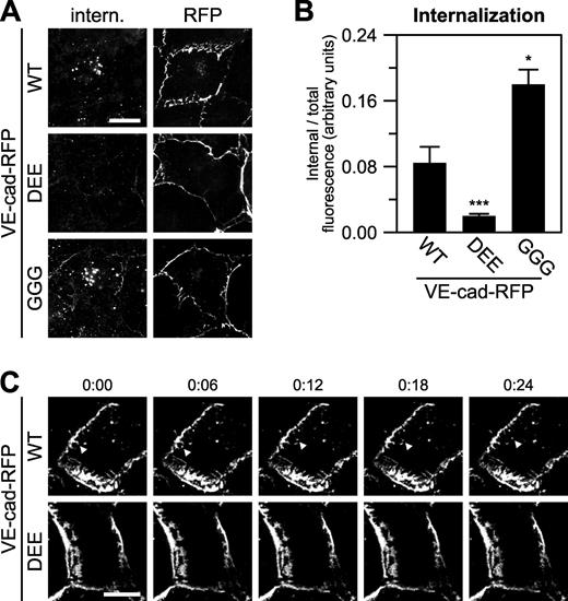 Figure 5. A conserved cluster of three acidic residues is required for full-length VE-cadherin endocytosis. (A and B) Wild-type (WT) or mutant VE-cadherin–RFP was expressed in COS-7 cells, and endocytosis was measured using a fluorescence-based internalization assay with an internalization period of 30 min. Antibody labeling and low pH wash was used to identify internalized (intern.) cadherin (A, left column), and the RFP tag was used to identify total cadherin (A, right column). Means ± SEM (n = 20–24 cells per group); ***, P < 0.001 compared with wild type and GGG mutation; *, P < 0.05 compared with wild type. (C) Time-lapse images of wild-type and DEE mutant VE-cadherin (VE-cad)–RFP expressed in primary human microvascular endothelial cells. Time is shown in minutes and seconds. The arrowheads highlight an endocytic event. See also Videos 1 and 2. Bars: (A) 20 µm; (C) 10 µm.