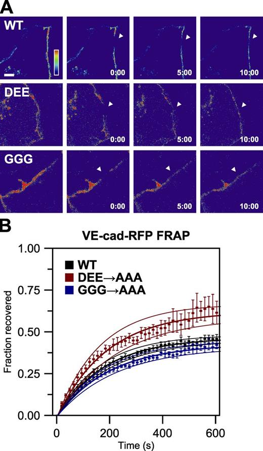Figure 8. VE-cadherin mobility does not require endocytosis. RFP-tagged wild-type (WT), DEE mutant, or GGG mutant VE-cadherin (VE-cad) was expressed in primary human dermal microvascular endothelial cells and used in FRAP experiments. (A) False-color images of VE-cadherin–RFP at cell junctions before bleaching (left), immediately after bleaching a 5-µm-long section of the junction (indicated by arrowheads), and at 5 and 10 min after bleaching. See also Videos 3, 4, and 5. Bar, 5 µm. (B) Quantification of fluorescence recovery. Mean fluorescence within the bleach area, corrected for image acquisition–related photobleaching, as a fraction of prebleach value. Exponential curves were fit to the data, and their coefficients are given in Table 1. Points, means ± SEM (n = 16–18 sequences per group); lines, exponential models ± 95% confidence interval.