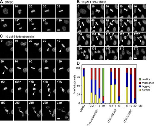 Figure 6. Haspin inhibitors compromise chromosome alignment. (A) U2OS cells expressing Histone-H2B-mRFP and γ-tubulin–GFP were exposed to vehicle alone (DMSO), and mitotic progression was followed by live confocal fluorescence microscopy. Maximum intensity projections of H2B-mRFP fluorescence from selected frames are shown. Video 1 shows complete data including γ-tubulin–GFP fluorescence. (B and C) As above, for a cell treated with 10 µM LDN-211898 (B) or 10 µM 5-iodotubercidin (C). Arrowheads indicate misaligned or lagging chromosomes. Asterisks indicate the first frame in which cytokinetic furrowing was observed. Also see Videos 2 and 3. Bars, 10 µm. (D) Mitotic defects enumerated from live imaging movies. See Fig. S4 C for further details.