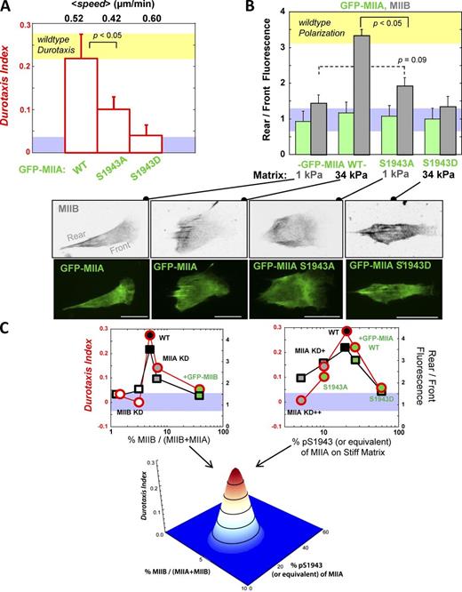 Figure 6. Durotaxis and MIIB polarization are disrupted by MIIA S1943D overexpression and are maximal for WT levels of MIIB expression and pS1943. (A) MSCs on gradient gels transfected with WT GFP-MIIA show a durotaxis index similar to nontransfected, WT cells (yellow band). The S1943A mutant shows a reduced durotaxis index, and the S1943D mutant shows no significant durotaxis above background. Data are means ± SEM for ≥12 cells. (B) The same transfected MSCs were immunostained for MIIB, which polarizes in GFP-MIIA cells on stiff matrix (34 kPa) but does not on soft matrix (1 kPa) similar to nontransfected, WT cells (Fig. 1). The S1943A mutant shows a modest increase in MIIB polarization even on soft matrix, where these cells tend to spread more than any other cell (Fig. S5), as is found on stiff matrix. The S1943D mutant shows no significant MIIB polarization on soft or stiff matrix, even though these cells tend to spread on stiff matrix more so than any other cell (Fig. S5). The blue band is the range of durotaxis index when there is no durotaxis per Fig. 3 C. (C) Summary of all durotaxis index and polarization data from WT, KD, and overexpression experiments shows that WT cells are optimized for durotaxis and polarization. For only the data point involving transfection with S1943D, the S1943D is considered equivalent to pS1943 and considered part of the percentage of pS1943 in the graph. The surface plot illustrates the sensitivity of durotaxis and MIIB polarization to both MIIB expression level and the percentage of MIIA that is phosphorylated at S1943 within the cell. Circles are red for the durotaxis index, whereas squares are black for rear/front fluorescence. Data are means ± SEM for ≥20 cells among three independent experiments. Bars, 50 µm.