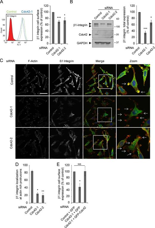 Figure 7. Cdc42 regulates β1 integrin expression levels. PC3 cells were transfected with the indicated siRNAs. (A) FACS analysis for β1 integrin. A representative FACS histogram (left) and quantification of FACS analyses (right) are shown; n ≥ 3. (B) Cell lysates were immunoblotted for Cdc42, β1 integrin, and GAPDH expression. A representative blot is shown (left), as is a quantification of three independent blots for β1 integrin (right). (C) Representative images of cells fixed and stained with DAPI (blue), for F-actin (red) and β1 integrin (green). Arrows indicate actin-rich protrusions. Boxed regions are magnified in the “zoom” column. Bar, 50 µm. (D) Quantification of β1 integrin localization in F-actin–rich protrusions, n = 3. (E) FACS analysis for β1 integrin after Cdc42 depletion and reexpression of a Cdc42-siRNA–resistant-cDNA; n = 3. Values are means ± SEM (error bars); *, P < 0.05; **, P < 0.01; ***, P < 0.001. See also Fig. S6.