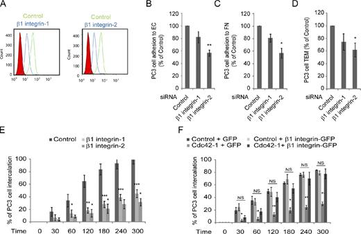 Figure 8. β1 integrin regulates cancer cell interaction with ECs. PC3 cells were transfected with the indicated siRNAs. (A) β1 integrin levels were analyzed by FACS. (B–D) Shown is the number of adherent cells on HUVECs (B) or fibronectin-coated dishes (C) for 15 min (D) TEM of PC3 cells. (E and F) Time of intercalation for individual cells. Values (B–F) are means ± SEM expressed as the percentage of the total number of cells (n ≥ 3); *, P < 0.05; **, P < 0.01; ***, P < 0.001; See also Fig. S7.