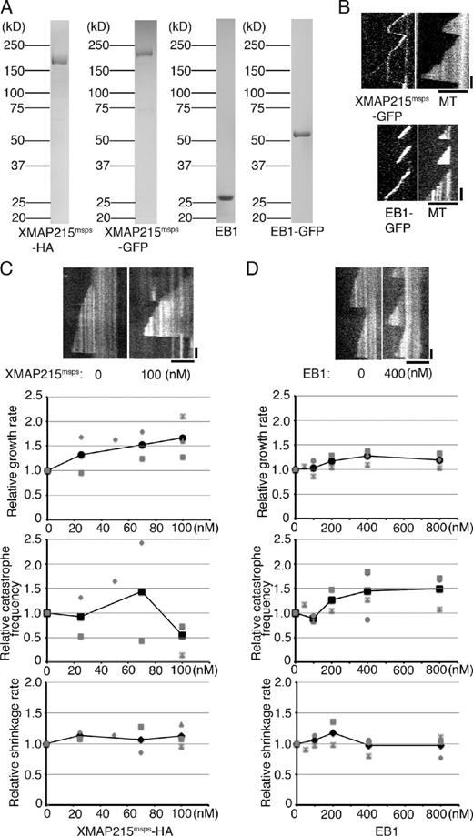 Figure 2. Drosophila XMAP215 and EB1 promote MT growth and catastrophe, respectively. (A) Drosophila XMAP215msps and EB1 recombinants used in this study. (B, top) Kymographs showing constant MT end localization of XMAP215msps-GFP during growth, shrinkage, and the phase in which no MT growth event took place. Lattice binding was also sometimes observed. (bottom) EB1 exclusively localized to the growing ends of MTs. (C and D) Parameters of MT polymerization dynamics in the presence of 15 µM tubulin and various concentrations of XMAP215msps-HA or EB1 (untagged). Relative values are plotted in these graphs, whereas the actual values are presented in Tables S1, S2, and S3. The mean values of each experiment are marked in gray, whereas the mean values of all the experiments are indicated by black marks. Representative kymographs are shown on the top. See Fig. S2 for the XMAP215msps data using 7.5 µM tubulin. Data from a single experiment are marked with the same shape. Bars: (horizontal) 5 µm; (vertical) 1 min.