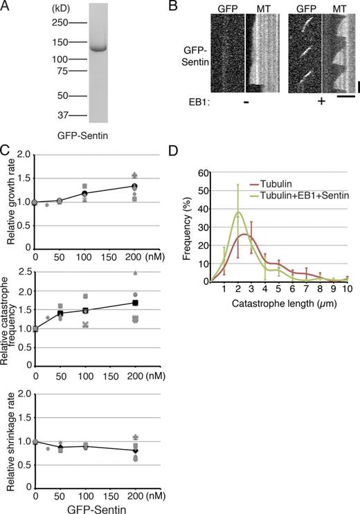 Figure 3. Sentin accelerates MT growth and induces catastrophe in the presence of EB1. (A) Sentin recombinants used in this study. mGFP sequences were added to the N terminus. (B) Kymographs showing GFP-Sentin localization onto the growing MT plus ends in an EB1-dependent manner. Bars: (horizontal) 5 µm; (vertical) 1 min. (C) Parameters of MT polymerization dynamics in the presence of various concentrations of Sentin. Tubulin, 15 µM; EB1, 400 nM. The mean values of each experiment are marked in gray, whereas the mean values of all the experiments are indicated by black marks. The relative values are plotted in these graphs, whereas the actual values are presented in Table S4. Data from a single experiment are marked with the same shape. (D) Catastrophe length, the MT length at the time of catastrophe, was measured in the presence or absence of 400 nM EB1 and 200 nM Sentin. Tubulin was used at a 15-µM concentration. The frequency was plotted with SEM (n = 3 experiments; bin = 1 µm).