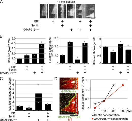 Figure 4. Synergistic growth acceleration and rescue induced by XMAP215msps, EB1, and Sentin. (A) Kymographs showing MT polymerization dynamics with various combinations of EB1, Sentin, and XMAP215msps in the presence of 15 µM tubulin. See also Video 1. (B) Parameters of MT polymerization dynamics. The mean values of each experiment are marked in gray, whereas the mean values of all the experiments have been indicated by black bars. The relative values are shown in these graphs, whereas the actual values are presented in Table S5. 400 nM EB1, 200 nM Sentin, and 100 nM XMAP215msps-HA were added to tubulin. Some of the data (e.g., tubulin + XMAP215msps-HA) overlapped with those in Figs. 2 and 3. (C) Mean catastrophe length in the presence or absence of EB1–Sentin or XMAP215msps. The identical dataset was used as in B. The mean values of each experiment are marked in gray, whereas the mean values of all the experiments are indicated by black bars. The relative values are shown in these graphs, whereas the actual values are presented in Table S5. (D, left) MT rescue (arrows) in the presence of EB1, Sentin, and XMAP215msps. The dashed lines indicate the ends of MT seeds. (right) XMAP215msps- and Sentin-dependent increase in rescue frequency. In the presence of 15 µM tubulin, 400 nM EB1, and 200 nM Sentin (or 300 nM XMAP215msps), various amounts of XMAP215msps (or Sentin) were added. More rescue events were observed with increasing concentrations of Sentin and XMAP215msps. The data shown are from a single representative experiment out of three repeats. Data from a single experiment are marked with the same shape. Bars: (horizontal) 5 µm; (vertical) 1 min.