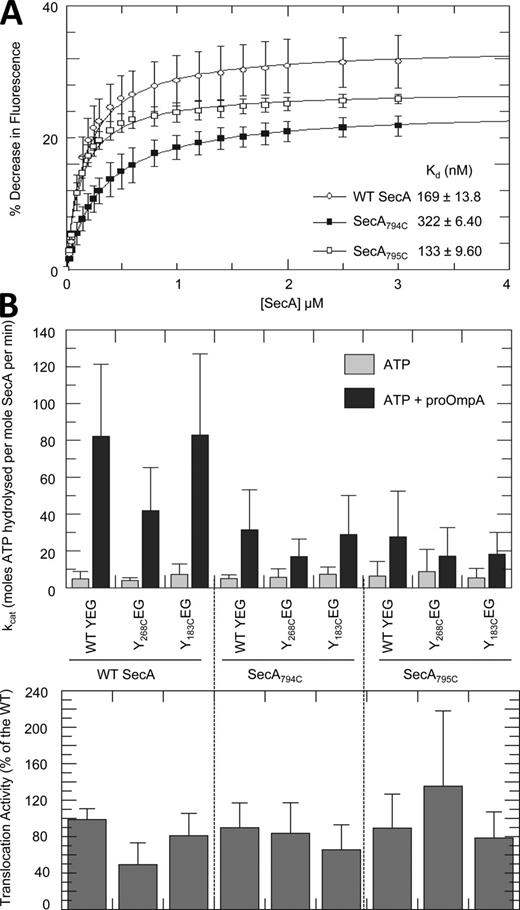 Figure 2. Activity of the wild-type and mutant forms of SecA. (A) Equilibrium titration of wild-type and mutant SecA into 29 nM SecY268FlEG in the presence of 1 mM AMPPNP. Data were fitted to a binding equation (Eq. 1) giving the Kd values shown. The results are the average of three independent experiments. (B) (Top) steady-state ATPase activity of 0.3 µM wild-type and mutant SecA in the presence of 0.3 µM wild-type or mutant SecYEG proteoliposomes, measured with and without 1 µM proOmpA. (Bottom) relative levels of translocation activity achieved in each case analyzed by anti-proOmpA immunoblot and quantification of translocation activity using ImageJ software; n = 3. See Fig. S1 for a representative blot and time dependency of this experiment.