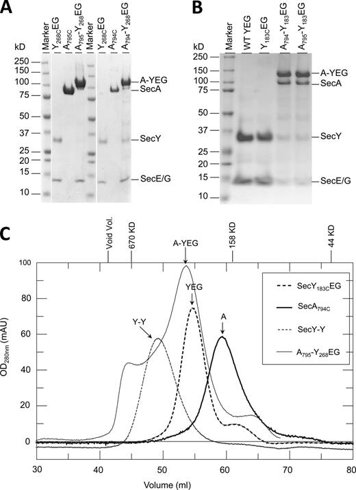Figure 3. Purification of cross-linked SecA–SecYEG complexes. Samples of purified SecYEG, SecA, and their cross-linked products were analyzed by (A and B) SDS-PAGE: A794–Y268EG (SecAY794C cross-linked to SecYK268CEG), and similarly, A795–Y268EG, A794–Y183EG, and A795–Y183EG. The SecYEG and SecA samples were loaded purely as markers and the quantities loaded have no relation to the amounts used in the cross-linking experiment (see Materials and methods for further details). Molecular weight standards are shown on the left side of each panel. (C) Size exclusion chromatography: SecY183CEG (YEG), SecA794C (A) and A795–Y268EG (A-YEG), and a dimer of SecYEG produced by a genetic fusion of two SecY subunits (Y-Y; Duong, 2003). See Fig. S2 for analysis of the eluting A795-Y268EG fractions by SDS-PAGE. Again, the SecYEG, SecA, and SecY-Y samples were loaded in order to calibrate the column and their quantities have no relation to the cross-linked samples. Note that the mutant forms of SecA and SecYEG used elute from the column like their wild-type counterparts.
