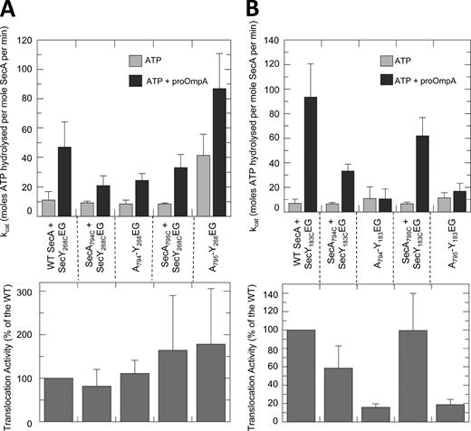 Figure 5. Analysis of ATP-driven translocation activity of reconstituted cross-linked SecA–SecYEG complexes. (A) (Top) steady-state ATPase activity of 0.3 µM SecA, SecAY794C, or SecAA795C in the presence of saturating (1 µM) membrane reconstituted SecYK268CEG, compared with proteoliposomes containing only the cross-linked complexes (A794–Y268EG and A795–Y268EG); in each case with or without 0.7 µM proOmpA. The results are the average of three independent experiments. (Bottom) corresponding levels of translocation activity analyzed by anti-proOmpA immunoblot and compared with wild-type levels of translocation. The results were quantified using ImageJ software; n = 3 (bottom). See Fig. S2, A and B for representative blots and time courses of the translocation assays. (B) As in A but using SecY183. See Fig. S2 C for a representative blot. The ATPase results shown are the average of five independent experiments.