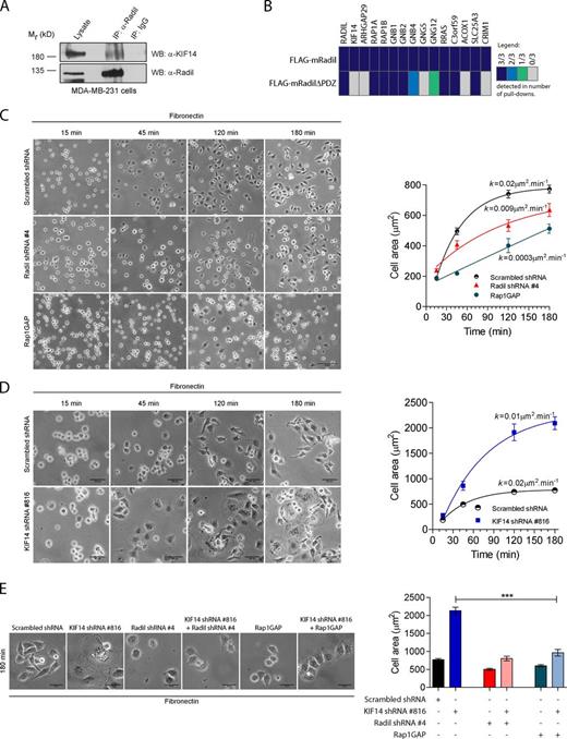 Figure 3. KIF14 negatively regulates Radil during MDA-MB-231 cell spreading. (A) The KIF14–Radil complex is present in MDA-MB-231 cells. Immunoprecipitation was performed using α-Radil or control IgG antibodies followed by Western blotting (WB) with α-Radil or α-KIF14 antibodies. (B) Shown is a protein–protein interaction heat map for FLAG-mRadil and FLAG-mRadilΔPDZ. Lysates from cells stably expressing FLAG-mRadil or FLAG-mRadilΔPDZ were subjected to pull-downs with α-FLAG M2 beads and the purified protein complexes were subsequently analyzed by LC-MS/MS. Colors indicate the number of experiments in which the identified proteins were detected as depicted in the legend (right). (C) Rap1–Radil signaling is required for MDA-MB-231 cell spreading. Cells expressing control shRNA, Radil shRNA#4, or overexpressing Rap1GAP cDNA were plated on fibronectin for the indicated times and cell spreading was quantified by measuring the cell area (right). (D) KIF14 negatively regulates cell spreading. Cells expressing KIF14 shRNA# 816 were plated on fibronectin-coated plates and cell spreading was monitored over the time points indicated by quantifying cell surface areas. Images were captured from five random fields for each time point. The curves were fitted by one phase-association model (see Materials and methods). (E) KIF14 negatively regulates Rap1a–Radil signaling. The increased cell spreading observed in cells expressing KIF14 shRNA is rescued by coexpressing Radil shRNA or Rap1GAP. Cells were plated on a fibronectin-coated surface (0.5 µg/ml) and allowed to adhere and spread for 180 min. At the end of the experiment cells were imaged (left) and their spreading quantified (right). Also see Fig. S2. Bars, 50 µm. Error bars, ±SEM.