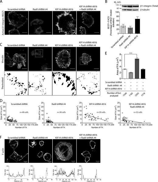 Figure 4. Radil and KIF14 differentially regulate integrin activation and focal adhesion dynamics. (A) Shown are representative TIRF images of active β1 integrin (9EG7) staining in MDA-MB-231 cells expressing scrambled shRNA, Radil shRNA #4, KIF14 shRNA #816, or Radil shRNA #4 + KIF14 shRNA #816. Cells were plated on fibronectin-coated coverslips (0.5 µg/ml) for 120 min, fixed, and stained with 9EG7 antibody. (B) FACS analysis showing increase in activated β1 integrin (9EG7) upon depletion of KIF14. Total integrin expression levels were determined by Western blot using a β1 integrin antibody that recognizes the cytoplasmic tail. β-Tubulin was used as loading control. (C) Focal adhesion sites were imaged using TIRF microscopy and vinculin staining in cells treated as above. Threshold images were used to quantify FA areas and numbers. (D) Graphical representation of FA area versus number in individual cells taken from three independent experiments. (E) Average FA area for all cells quantified in D. (F) Confocal images of F-actin in cells treated as indicated and following spreading for 120 min on fibronectin coated coverslips (n = 3). A line was drawn across cells and the intensity profile plotted (below) to show the relative distribution of actin stress fibers in cells. Also see Fig. S3. Bars, 20 µm. Error bars, ±SEM.