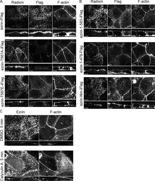 Figure 2. Constitutively open ezrin loses apical versus basal polarity. (A) Jeg-3 cells expressing ezrin-iFlag or its T567 phosphomutants (Fig. S1, C and D) were stained using a Flag antibody, and the localization was compared with endogenous radixin and F-actin. For every sample, a maximum intensity projection of the apical surface en face as well as a vertical cross section is shown. (B) Cells stably expressing ezrin C-terminal truncation mutants or the N mutant (Nm), all of which are known to be constitutively open, were processed and imaged as in A. Compromising the FERM–C terminus interaction in ezrin reduces ezrin-iFlag accumulation in microvilli, without affecting the polarized distribution of radixin. (C) Cells were treated with DMSO or 0.1 µM calyculin A for 5 min, and ezrin and F-actin were localized. Calyculin A treatment causes ezrin to mislocalize. Bars, 10 µm. Vertical sections were expanded fivefold in z for clarity.
