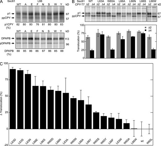Figure 2. Mutations in the apolar patch cause the prl phenotype. (A) Translocation assays of sec61 L66 mutants. Translocation of CPY and integration of DPAPB was assayed by 7-min pulse labeling of wild-type and mutant yeast cells. CPY and DPAPB were immunoprecipitated from pulse-labeled cell extracts using CPY- and DPAPB-specific antisera. The glycosylated ER forms of CPY (p1) and DPAPB were resolved from nontranslocated precursors (ppCPY and pDPAPB) by SDS-PAGE. The p1CPY doublet is caused by p1CPY glycoforms that have three or four N-linked glycans. The percentage of translocation (CPY) or integration (DPAPB) is the mean of four or more determinations, one of which is shown here. (B) The prl phenotype of sec61 mutants was assayed by pulse labeling using the ppCPYΔ2-T7 (Δ2) and ppCPYΔ4-T7 (Δ4) reporters. Precursors (ppCPYΔ2-T7 or ppCPYΔ4-T7) and the translocated product (p1CPY-T7) that were immunoprecipitated using anti-T7 antisera were resolved by SDS-PAGE. The percentage of translocation is the mean of four determinations; error bars designate standard deviations. (C) The Δ translocation value for a sec61 allele corresponds to the percentage of increase or decrease in p1CPY relative to wild-type Sec61 for the ppCPY, ppCPYΔ2, and ppCPYΔ4 reporters. Wild-type and mutant strains were all assayed two or more times. Table S1 includes the assay values (CPY translocation, DPAPB integration, and prl reporter translocation) and Δ translocation value for all mutants that are displayed in this panel. The error bars correspond to the sum of the individual errors for the three assays that were used to calculate the Δ translocation value. The indicated molecular masses shown in this and subsequent figures are the apparent molecular masses of the observed protein species relative to prestained molecular mass markers that were electrophoresed on all gels.