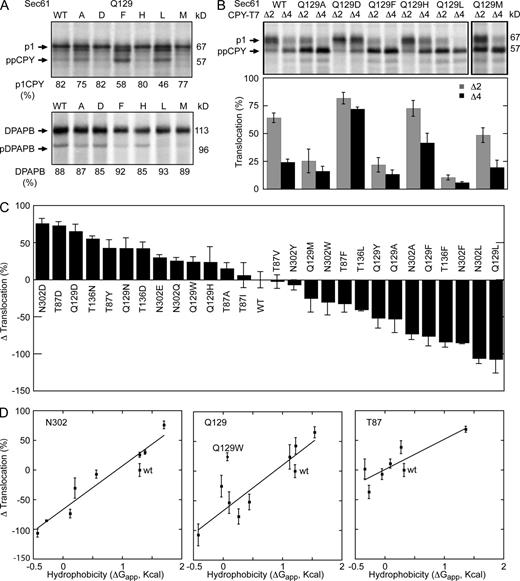 Figure 3. Loss- and gain-of-function polar cluster mutations. Integration of DPAPB (A) and translocation of CPY (A) and the prl reporters (B) were assayed as described in Fig. 2. Quantified translocation activity is the mean of two or more determinations. (C) The Δ translocation value was calculated as described in Fig. 2. Table S2 contains the assay values (CPY translocation, DPAPB integration, and prl reporter translocation) and Δ translocation value for all mutants displayed in this panel. (D) The Δ translocation values from C for the N302, Q129, and T87 series of mutants are plotted versus the hydrophobicity (ΔGapp) of the amino acid residue. The lines are linear regression fits with the Q129W mutant excluded from the Q129 series. Error bars in B–D designate individual data points or standard deviations.