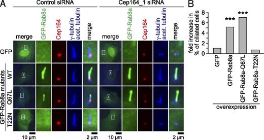 Figure 9. Overproduction of Rab8a rescues Cep164-dependent ciliogenesis defects. (A) The indicated GFP constructs were transiently overexpressed in RPE1 cells for 24 h. Cells were subjected to control or Cep164 depletion for 48 h and serum starved for 24 h. Cep164, γ-tubulin, and acetylated tubulin staining are shown. Equal knockdown efficiencies were confirmed by measuring Cep164 signal intensity (Student’s t test analysis). The left panels show merged images. Regions within the white boxes are shown at higher magnification to the right. (B) Graph shows fold increase in the percentage of ciliated cells processed as in A. Only medium depleted cells, in which 10–60% of initial Cep164 staining remained at the centrosome, were considered (see Fig. S5 for details). A single representative experiment out of three repeats is shown. For the experiment shown, 40–45 cells were observed per cell line.